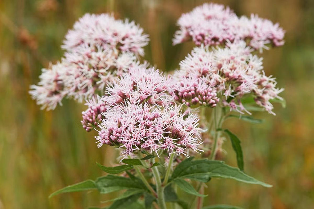Valeriana officinalis (Valerian Root): Nature’s Gentle Sleep Ally