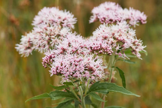 Valeriana officinalis (Valerian Root): Nature’s Gentle Sleep Ally